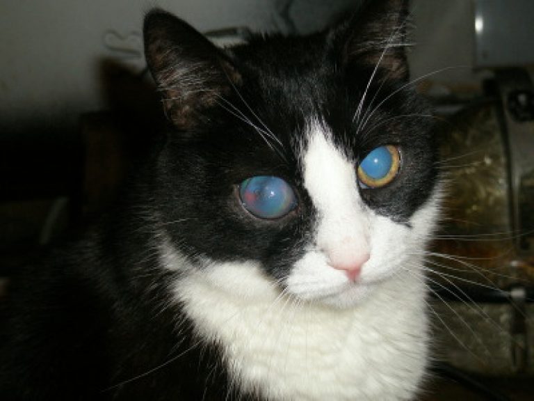 Катаракта у кошек симптомы и лечение фото